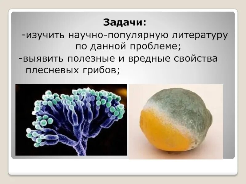 Какой вред наносят плесневые. Плесневые грибы. Интересные факты о плесени. Интересные факты про плесневые грибы. Интересные факты о плесневых грибах.