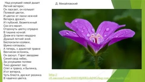 Ветерок морфологический