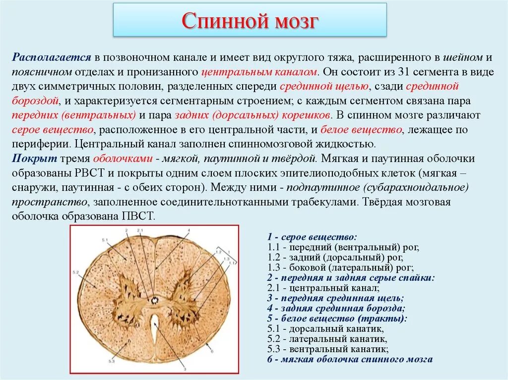 Какое значение поперечного. Спинной мозг строение гистология препарат. Структурные элементы спинного мозга гистология ядра. Ядра Рогов спинного мозга анатомия. Структуры спинного мозга гистология.