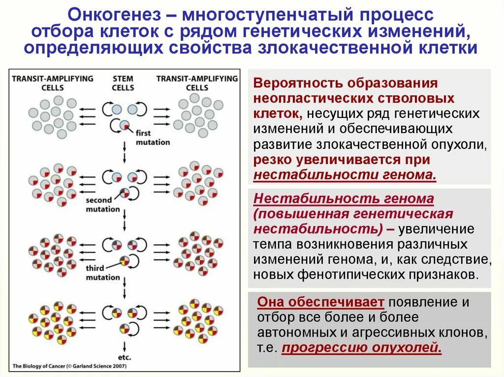 Онкогенез. Генетические изменения в клетках. Клеточно-генетические теории онкогенеза.. Опухолевые клетки для презентации.