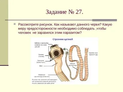 Дали черви