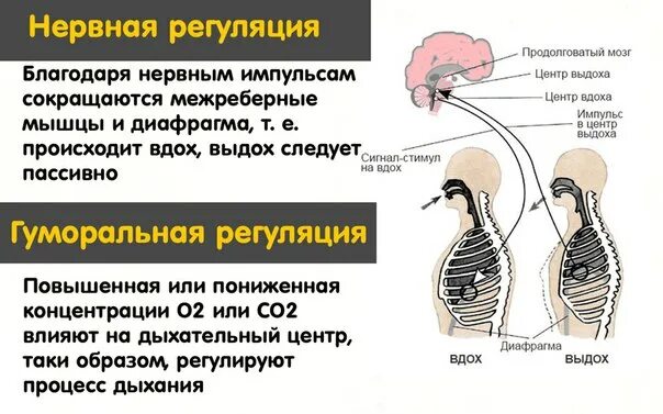 Нервная и гуморальная регуляция процесса дыхания. Нейрогуморальная регуляция дыхания схема. Дыхательные движения регуляция дыхания схема. Процессы нервно гуморальной регуляции дыхания.