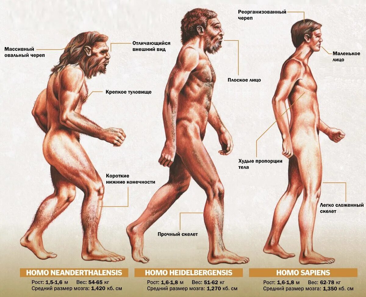 Чем отличаются современные люди. Человек разумный homo sapiens. Хомо сапиенс неандерталец кроманьонец. Кроманьонец ( homo sapiens). Неандерталец кроманьонец и современный человек.
