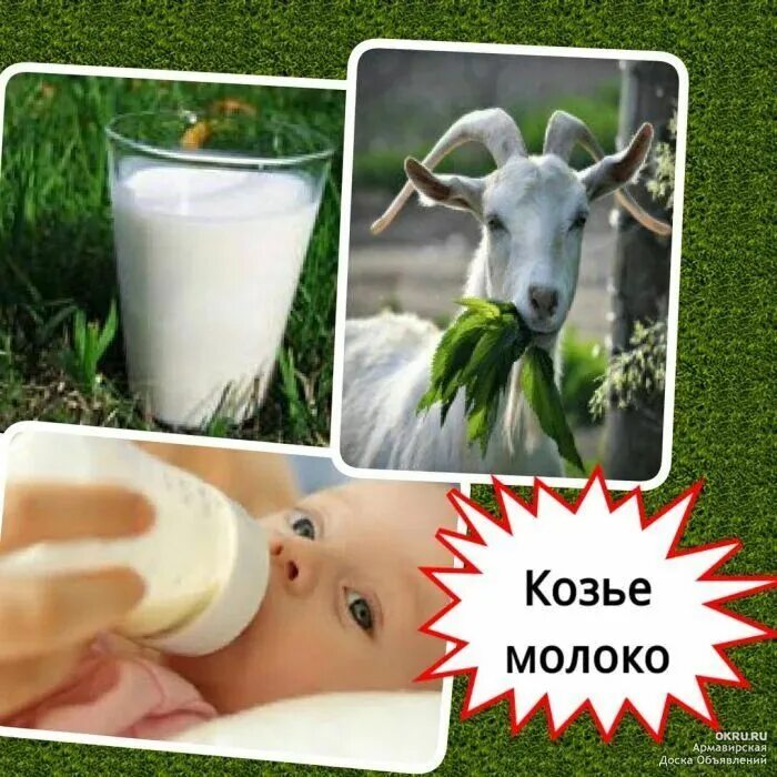Козье молоко. Коза молоко. Козье молоко. Корова молоко. Козье молоко сдать.