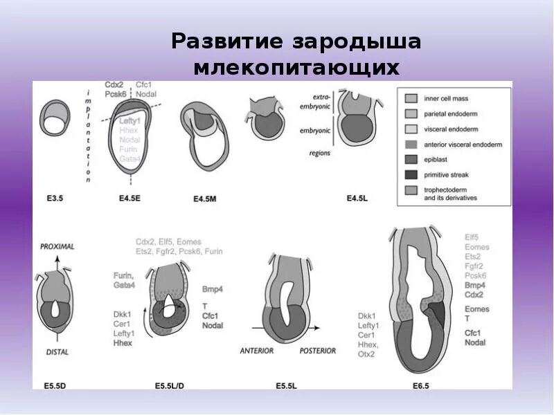 Схема развития зародыша млекопитающих. Схема стадий развития зародыша млекопитающих. Развитие эмбриона млекопитающих. Развитие зародыша у млекопитающих.