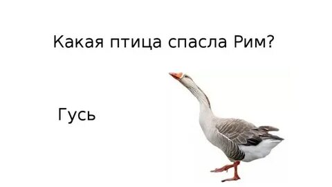 Спас гусей