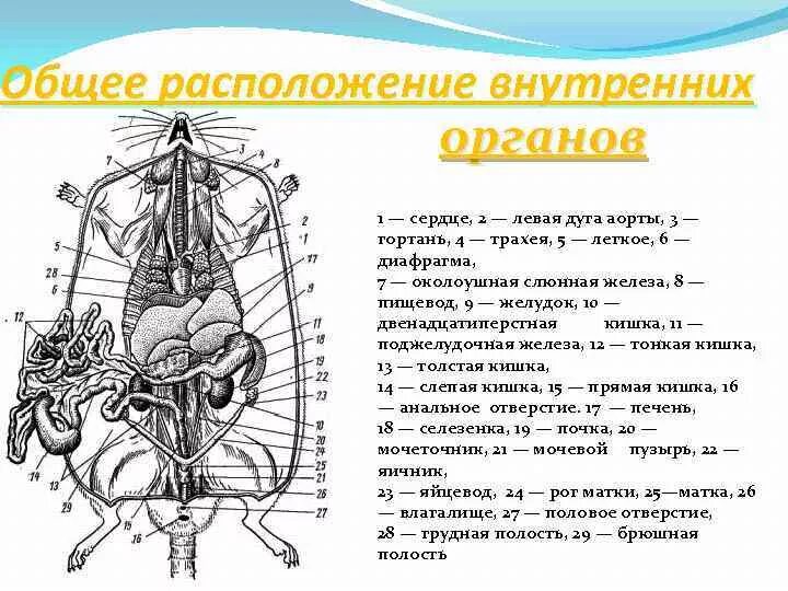 Презентация на тему: Олимпиадникам
