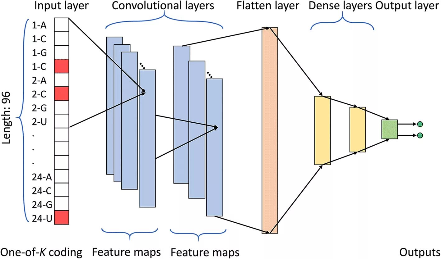 Two layer. 1d Convolutional Network. Flatten слой. Dense layer. Dense слой.