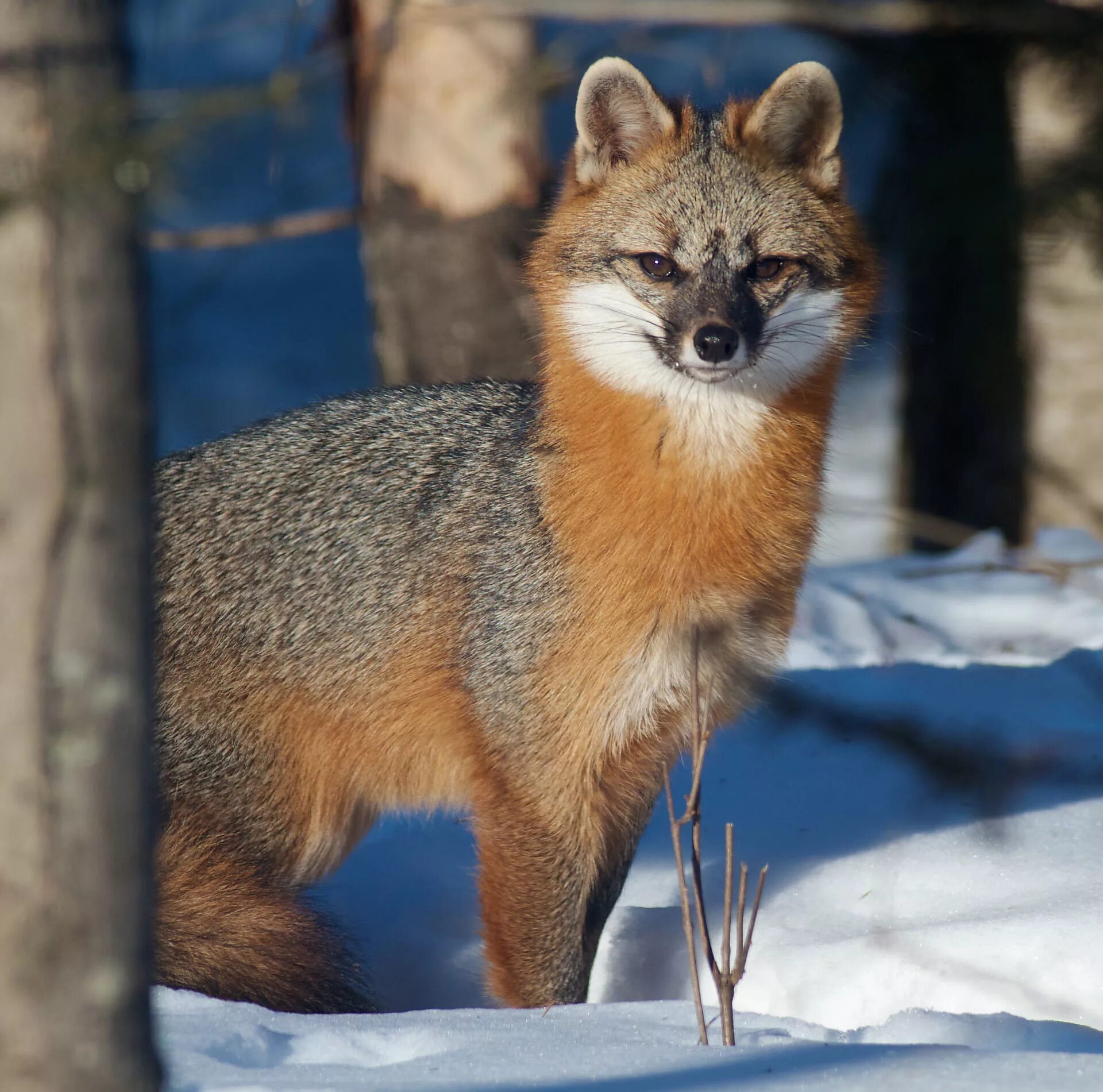 фиолетовая индийская белка ратуфа. редкие животные лесов. лесная куница martes martes. малая панда (ailurus fulgens. медведь гризли альбинос в канаде.