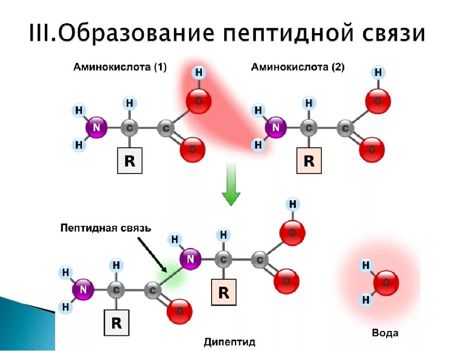 Образование белков