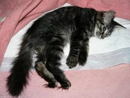 Почему у кота отказали задние лапы