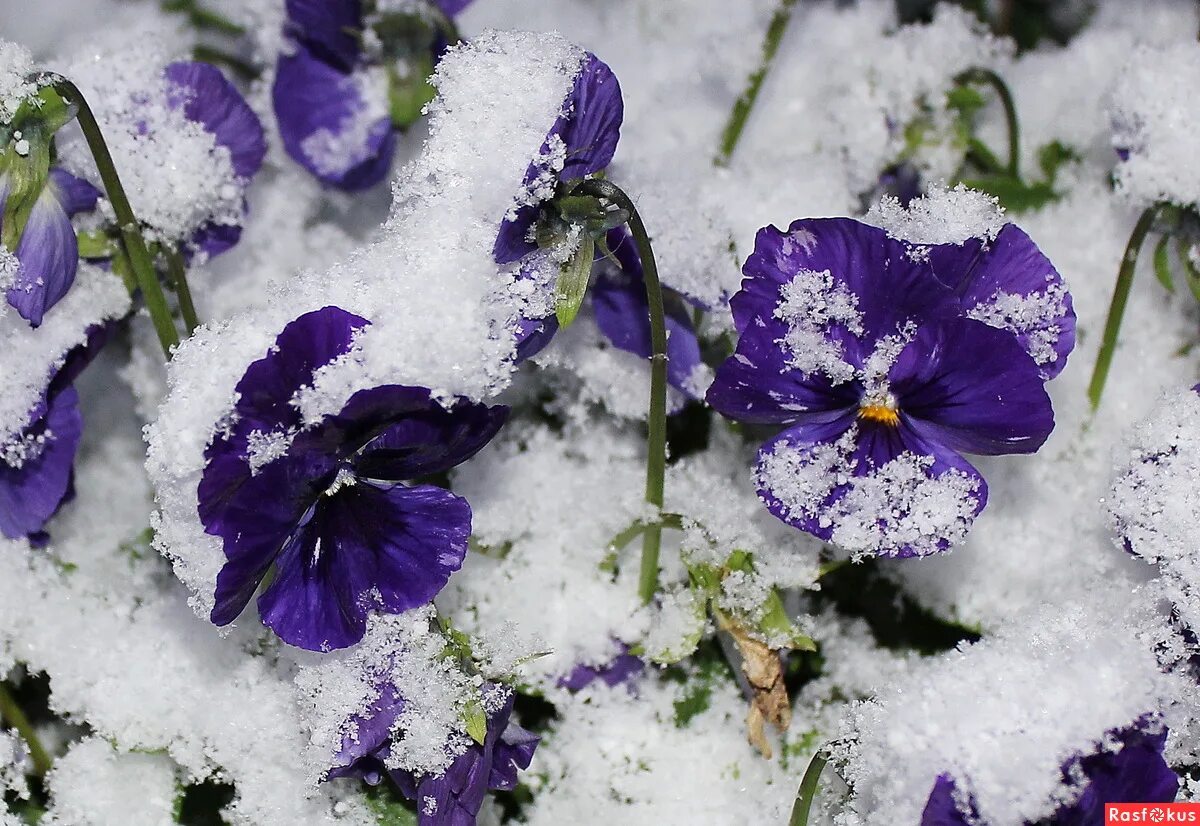 Цветы в снегу. Фиалка снег и небо. Зимние фиалки. Фиалка мускари. Фиалка морозник.
