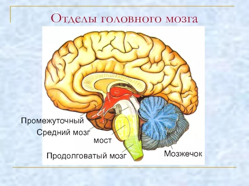 Мозг 5 класс. Схема строения отделов головного мозга. Структура отделов головного мозга схема. Функции отделов головного мозга рисунок. Отделы головного мозга схема рисунок.