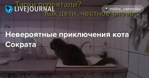 Кот сократ слушать