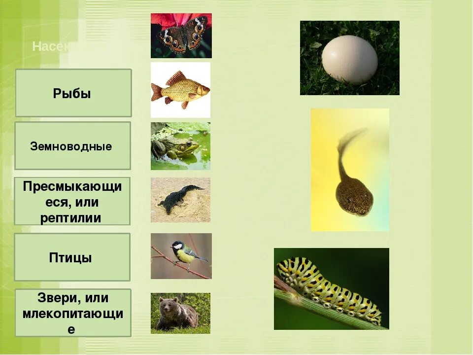 Рабочий лист размножение и развитие животных