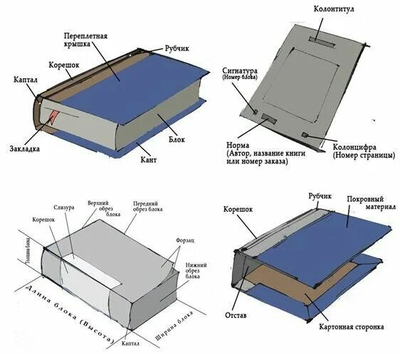 Книга ее назначение. Как называется часть книги сбоку. Части обложки книги. Отстав книги. Название частей книги.