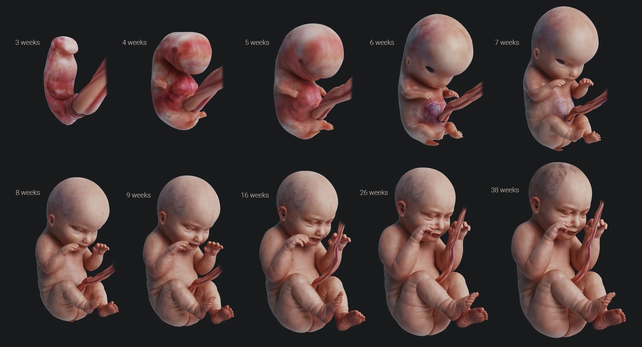 Этапы развития ребенка внутриутробно по неделям. Зародыш эмбрион плод стадии. Стадии развития человека в утробе. Стадии развития эмбриона человека.