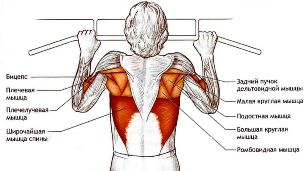Подтягивания на плечи. Мышцы которые задействованы при подтягивании на турнике. Мышцы задействованные при подтягивании. Мышцы которые работают при подтягивании на турнике. Подтягивания широким хватом.