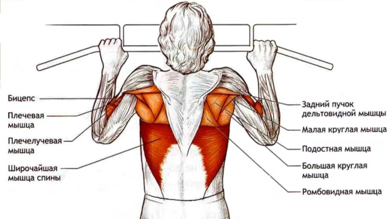 Мышцы которые задействованы при подтягивании на турнике. Мышцы задействованные при подтягивании. Мышцы которые работают при подтягивании на турнике. Подтягивания широким хватом. Какие подтягивания на какие группы