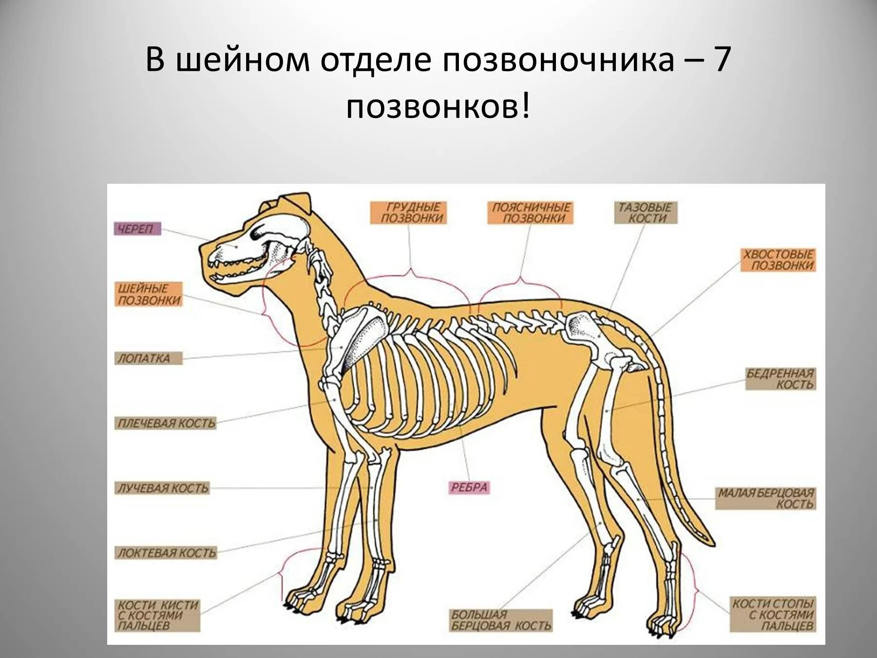 Какие отделы позвоночника у собак. Опорно двигательная система собаки. Сердечно сосудистая система собаки. Нервная система собаки. Опорно двигательная система млекопитающих.