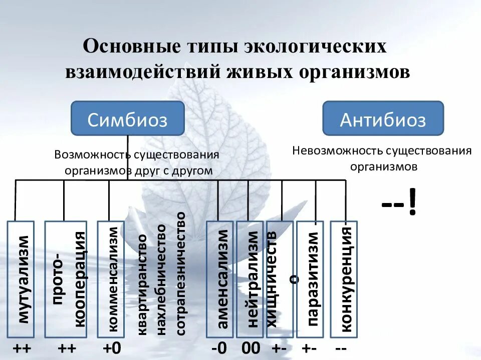 Типы взаимодействия экология. Типы экологических взаимодействий. Основы типы экологических взаимодействий. Типы взаимоотношений в экологии.