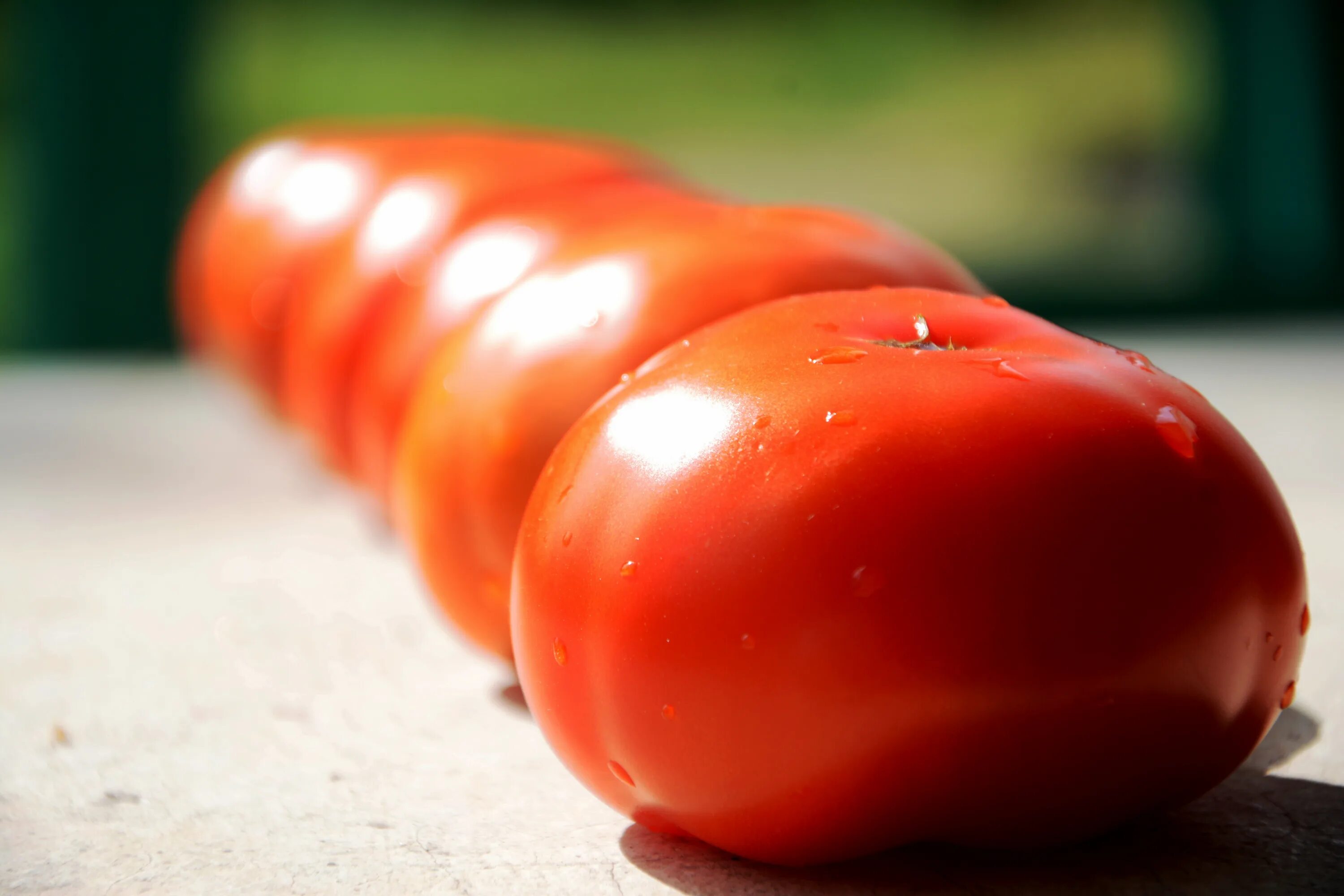 Красный помидор. Разноцветные помидоры. Помидор фото. Помидор красный цвета. Tomato red