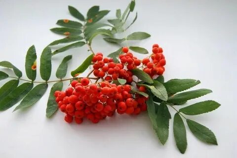 Ягоды рябины усыпали ветки деревьев