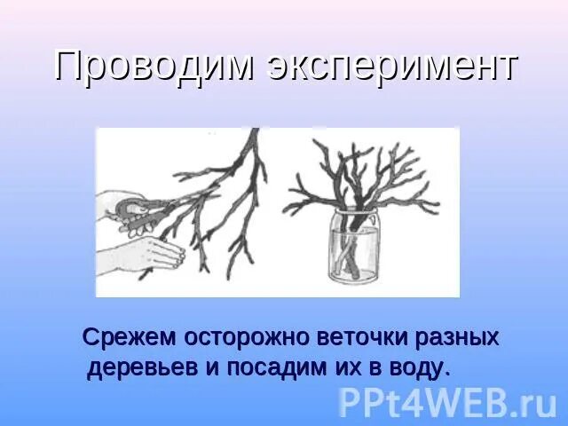 Случайный эксперимент в виде дерева. Опыт с ветками деревьев. Наблюдение за веточками деревьев в воде. Опыт с веточками наблюдения. Наблюдение за срезанными ветками.