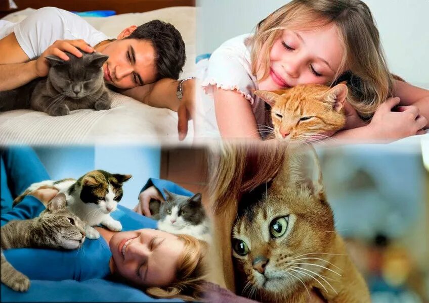 Лечат ли кошки людей. Фелинотерапия. Анималотерапия кошки. Анималотерапия для детей кошки.
