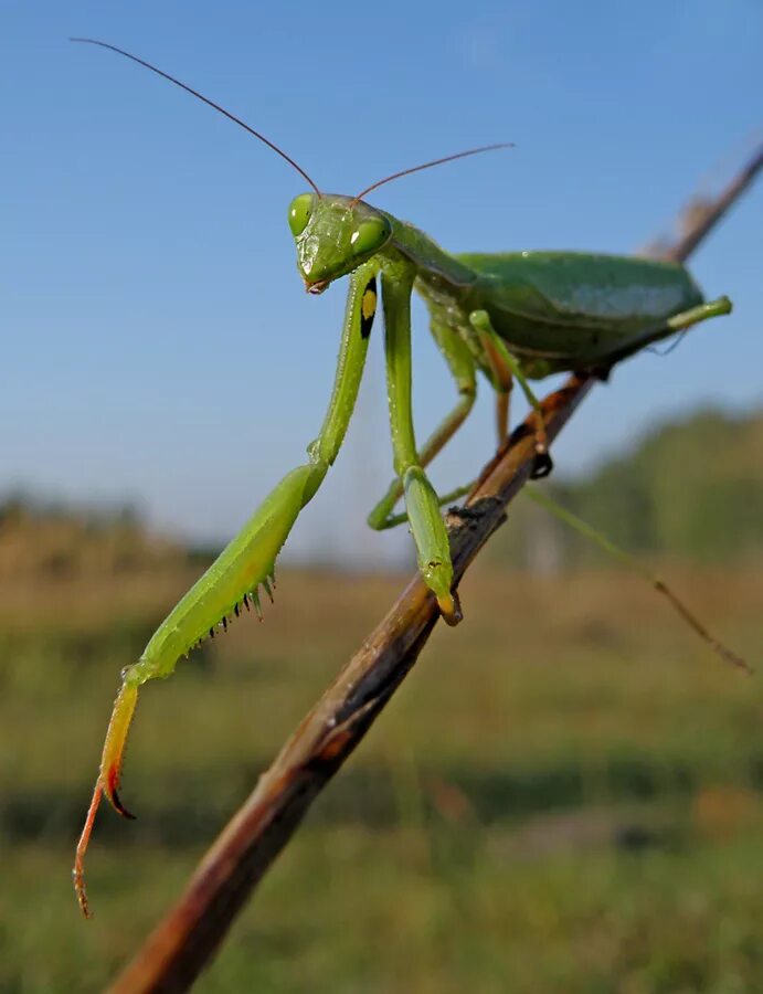 Богомол в башкирии. Mantis religiosa богомол. богомол богомол богомол богомол богомол. богомол обыкновенный богомол обыкновенный.