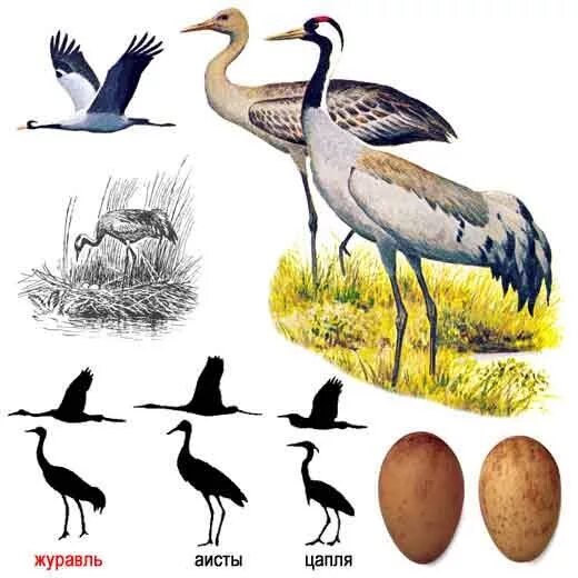 Цапля Аист журавль. Журавль Аист цапля различия. Отличие Цапли от аиста и журавля. Журавль и цапля.