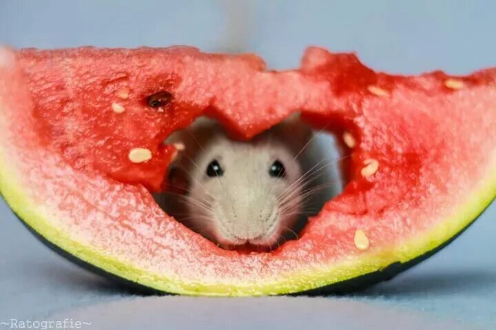 Морская свинка с арбузом. Можно хомякам арбузы. Можно хомякам арбузы. Хомяк ест арбуз. Можно хомякам арбузы.