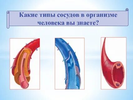 Тип сосудистые