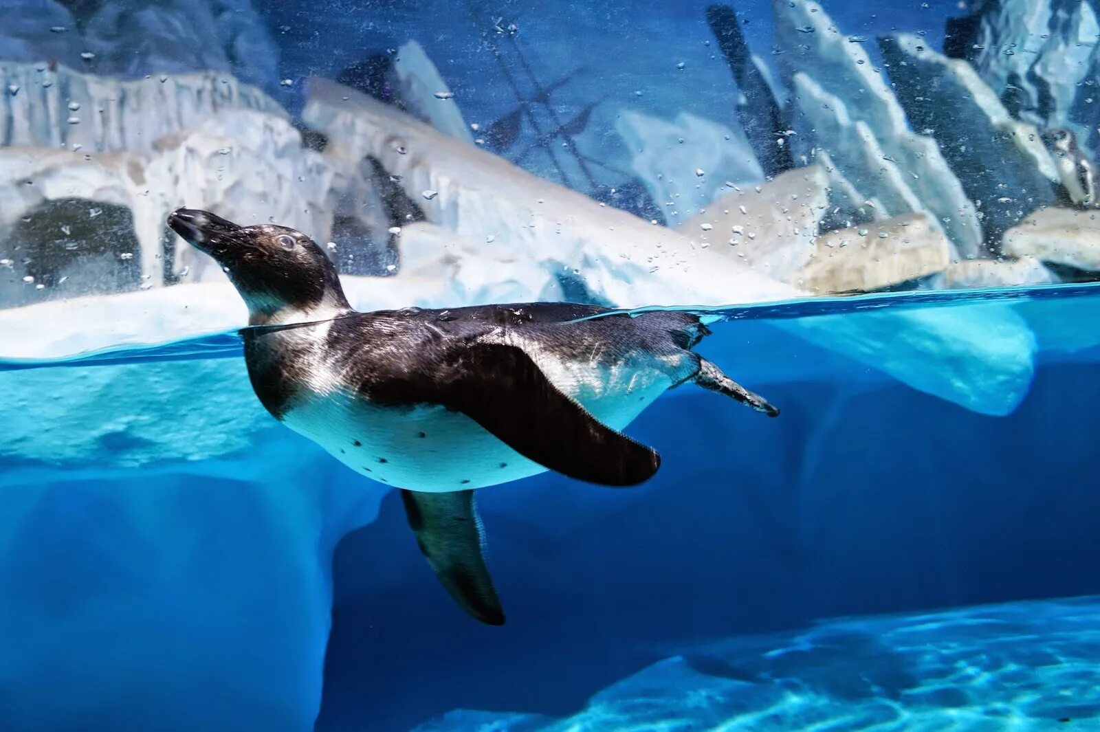 Океанариум казань. Океанариум discovery ocean казань. млекопитающие в казанском океанариуме. океанариум казань discovery ocean логотип.
