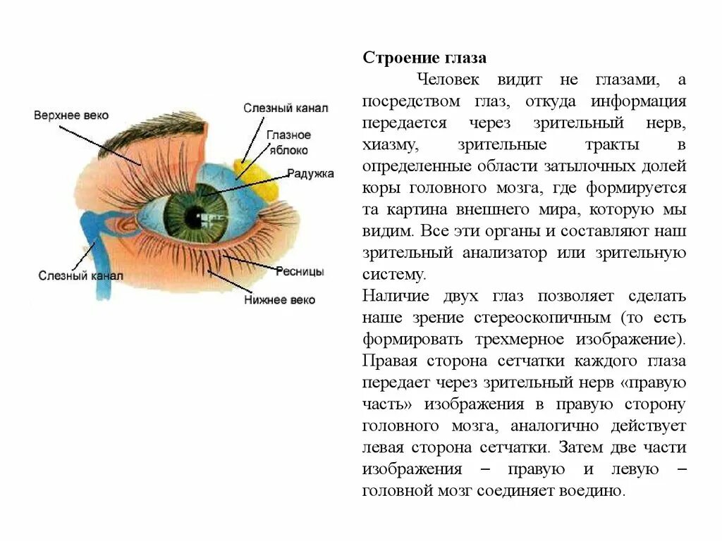 Структуры глаза зрительный нерв. Строение глаза и мозга. Строение века глаза человека.
