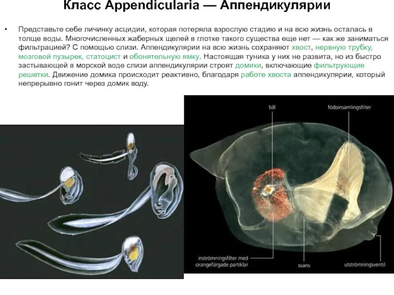 Аппендикулярии. Оболочники аппендикулярии. Хвост аппендикулярии. Аппендикулярии строение. Личинка аппендикулярии.