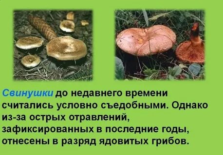 Есть грибы свинушка