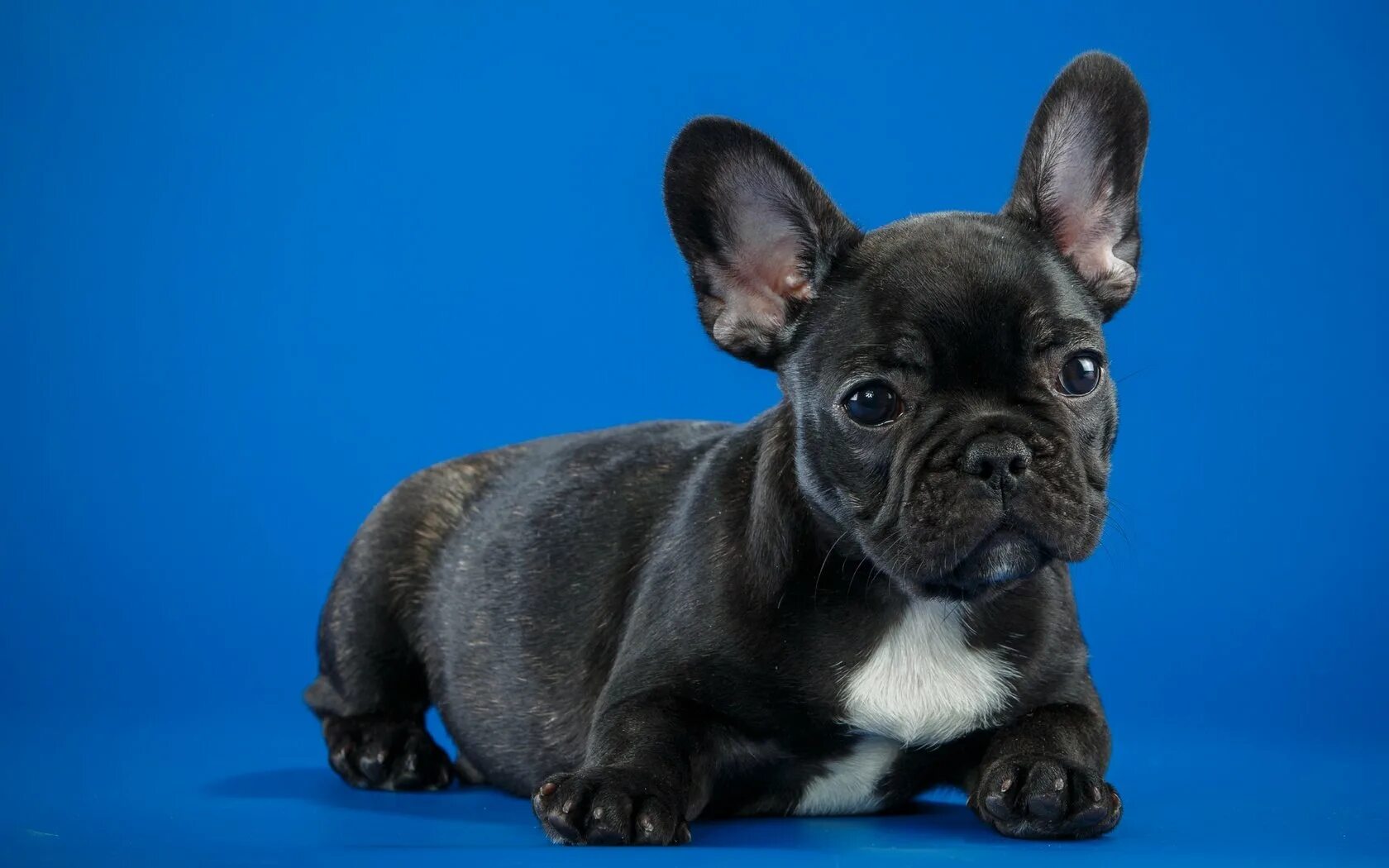 Собака французский бульдог. Собака французский бульдог черный. Бургосский бульдог. Французский бульдог щенок.