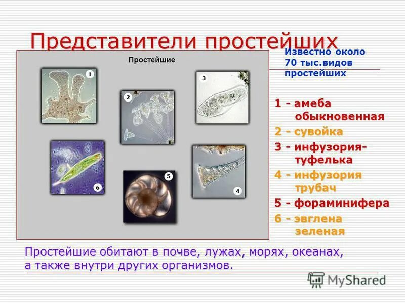 Представители простейших. Представленных простейших.. Виды простейших. Тип простейшие представители.