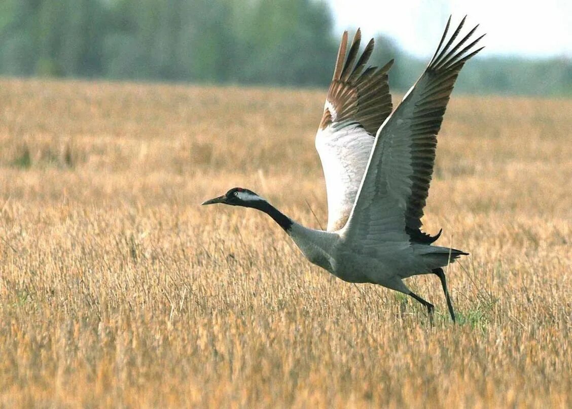 Серый журавль Стерх. Серый журавль Grus Grus. Перелетные птицы серый журавль. Серый журавль самка.