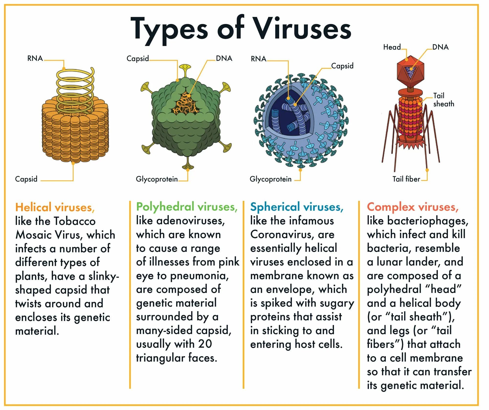 Types of viruses. Kinds of viruses. Virus structure. Types of Computer viruses.