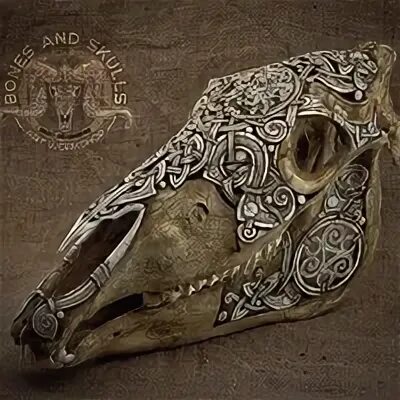 Череп коня. Череп лошади. Череп коня вещего олега. Череп конь змея. Череп коня.