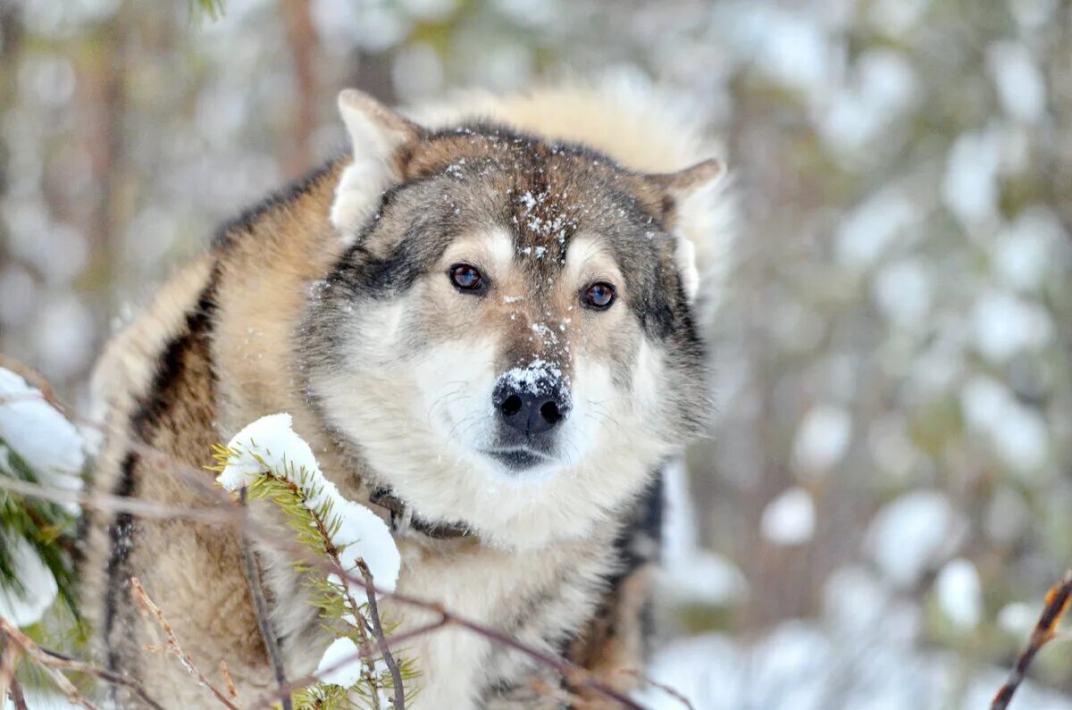 Собаки в тайге разныяпорода. Тайга собака. Таежная собака. Западносибирская лайка лайки. Западносибирская лайка западносибирская лайка.