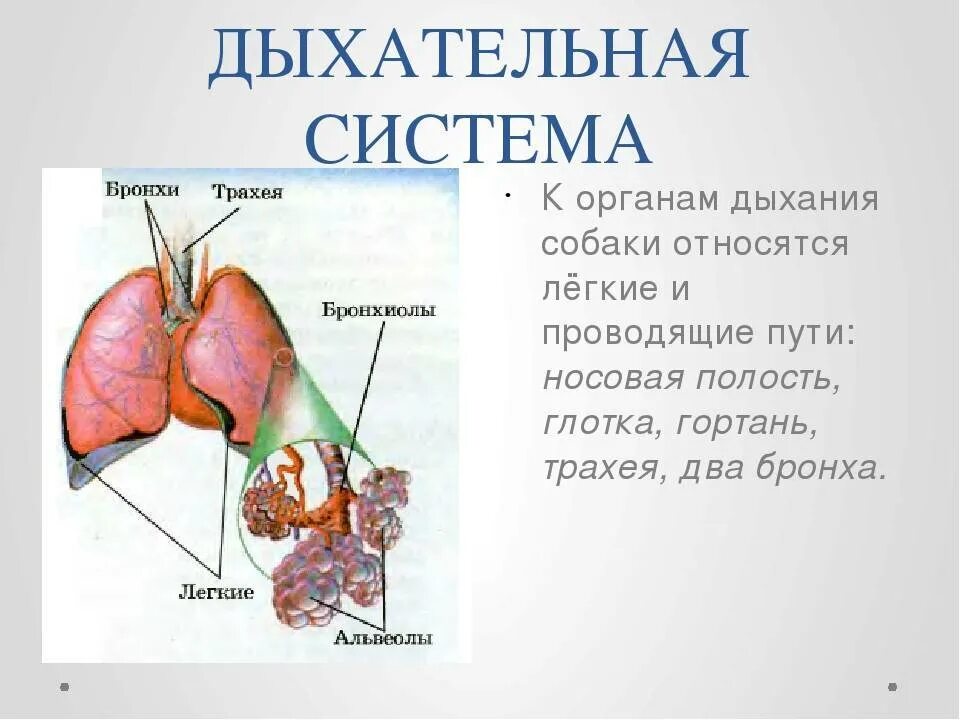 Дыхательная система собаки. Дыхательная система собаки анатомия. Строение дыхательной системы собаки. Строение дыхательных путей собаки. Строение легких собаки.