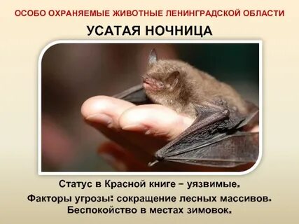 Редкие животные ленинградской