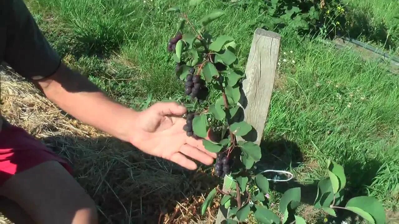 Как в сибири вырастить на даче