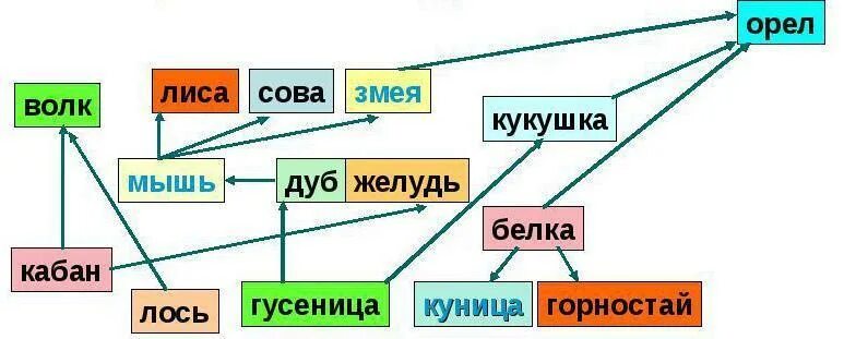 Пищевая цепочка мышь. Пищевая сеть. Цепь питания дуб. Пищевая цепь с совой. Цепь питания желуди