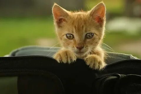 Котэ животные