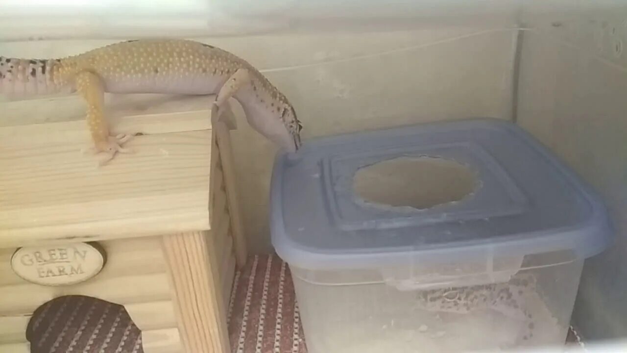 Влажный домик для эублефара. Геккон эублефар в террариуме. Как сделать влажную камеру для эублефара. Влажные камеры wet rock exo-terra. Влажное укрытие для эублефаров.