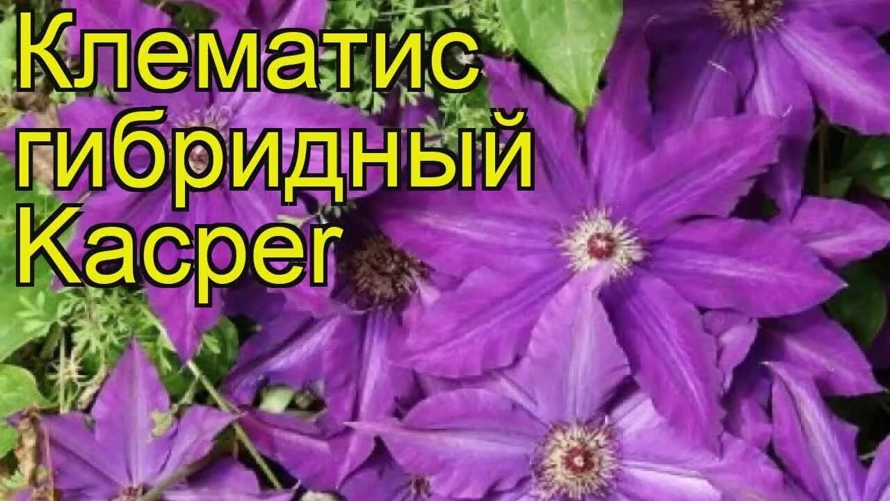 Крупноцветковые клематисы Махровый, Каспер, Чайка. - YouTube